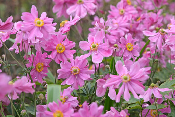 Pink semi double Anemone hupehensis , Japanese anemone ‘Rotkappchen’ in flower.