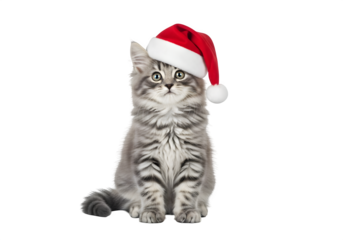 Gray and white long-haired kitten wearing red Santa hat, sitting upright with alert expression and fluffy fur, isolated on white or transparent background. PNG