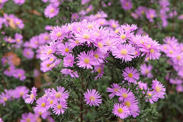 Pale lilac purple pink Symphyotrichum aster ‘Superstar’ in flower.