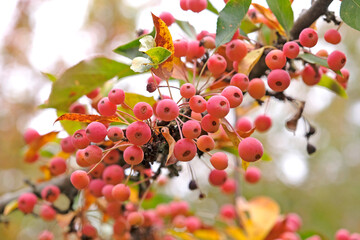 The orange pink berries of the Malus, crab apple tree ‘Adirondack’.