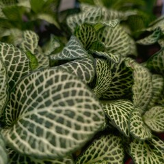 Patterned Green Shade Plants Macro