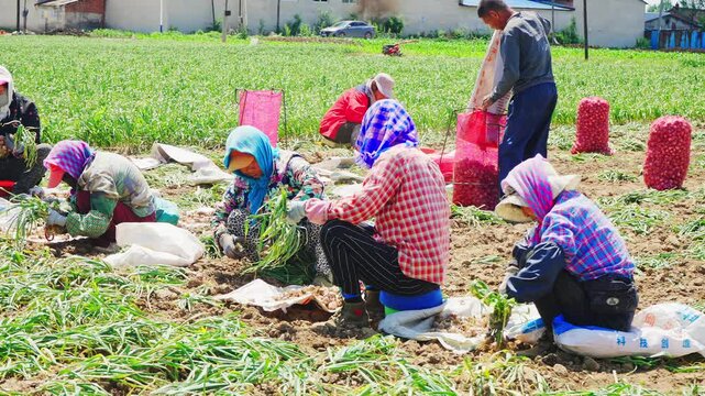 Farmers harvesting single-clove garlic outdoors in the countryside