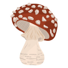 Fly agaric, amanita mushroom vector illustration. Hand drawn detailed toadstool. Mushroom, forest element
