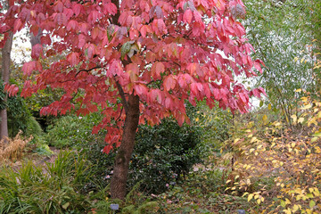 The red autumn leaves of the Oxydendrum arboreum, the sourwood or sorrel tree.
