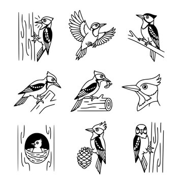 Black and white line art vector collection of woodpeckers and jays in various poses, including drumming, flying, feeding, and nesting on trees or logs.