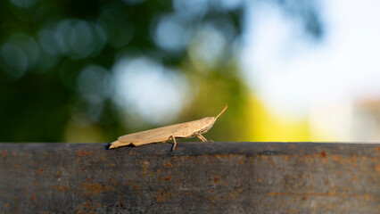 Macro Shot: High Detail of a Grasshopper on Metal