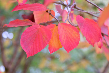 The red and pink autumn leaves of the Hamamelis x Intermedia, witch hazel ‘Orange Peel’.