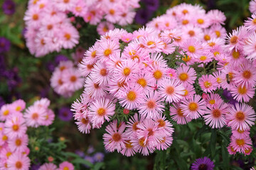 Pink New England aster in flower.