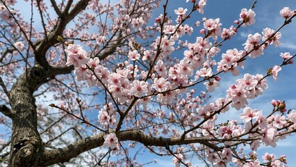 Obraz premium Cherry blossom tree with pink flowers and blue sky in the background.