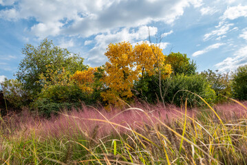 Autumn trees and purple grass under blue sky
Colorful trees and purple grass create a harmony of colors under the airy autumn sky.
