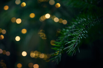 Green Christmas tree branch and yellow lights garlands blurred in bokeh