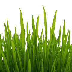 Close up of green grass isolated on transparent background, full of water drops