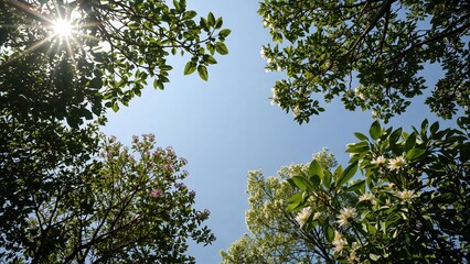 Fototapeta premium A view of the sky from beneath trees with sunlight filtering through the leaves and flowers. Nature, sunlight, and greenery. The perspective looking up at the sky through foliage.