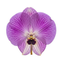 Fototapeta premium Purple Orchid Flower Petals isolated on a transparent background