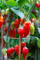 A Potted Chili Pepper Plant with Ripe Red and Purple Peppers