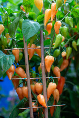 A Potted Chili Pepper Plant with Ripe Orange and Green Peppers