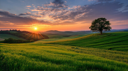 Obraz premium Golden sunset illuminates rolling green hills and a solitary tree, casting long shadows across the landscape