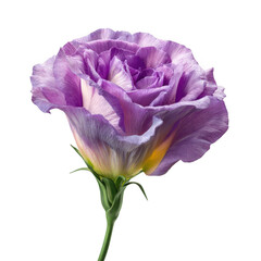 An exquisite purple lisianthus flower with delicate crepe-like petals stands in elegant isolation against a solid black background