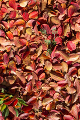 Feuilles de Lilas des Indes tombées sur le sol en automne