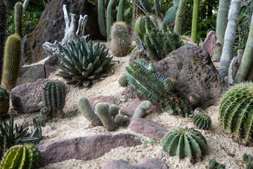 vivid assortment of desert succulents and cacti, diverse assortment of spiny desert plants on sandy...