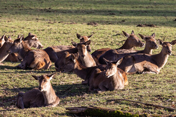 A herd of deer are laying down in a field