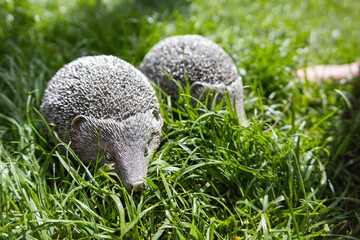 Obraz premium wild hedgehogs search in grass, dawn reveals two curious hedgehogs investigating lush green grass together