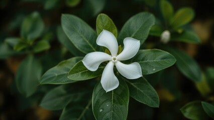A white flower with green leaves surrounding it.