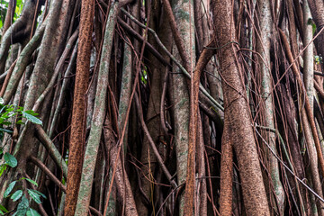 Close-up of ficus tree trunks with intertwined roots and climbing vines. Ideal for ecology projects, rainforest studies and natural texture backgrounds.