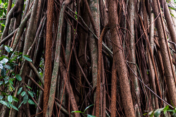Dense network of tree roots in lush jungle ground, showcasing natural growth patterns. Perfect for ecology presentations or nature documentaries.
