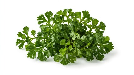 Obraz premium Fresh parsley herb shown in a close-up image.