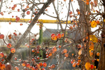 Fototapete bei efototapeten.de bestellen   