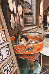 Kitten in a tray filled with mosaic, in the Marrakesh souk, Morocco
