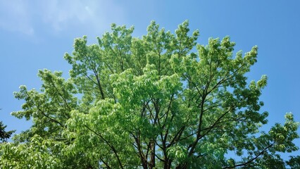 Fototapeta premium Tree with green leaves against a blue sky and sunlight. Nature and foliage, concept. Environment and ecology. The concept of greenery and natural landscapes