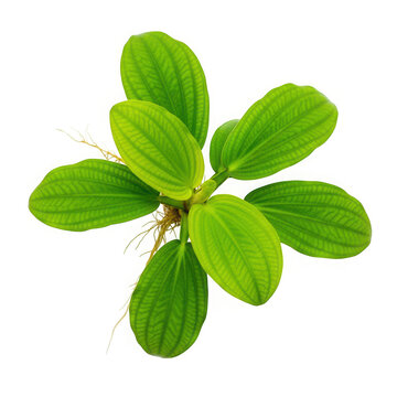 Single bolbitis heteroclita difformis aquarium plant isolated on transparent background