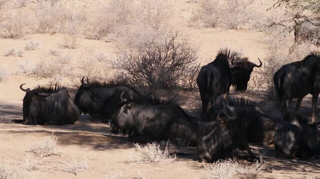 gnus resting in savannah, close up 506
