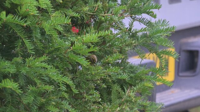 Goldcrest (Regulus regulus) looking for food in a garden hedge by a parked car before flying away. October, Kent, UK (Slow motion x5)