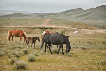 Horses in the mountains. Herd. High quality photo