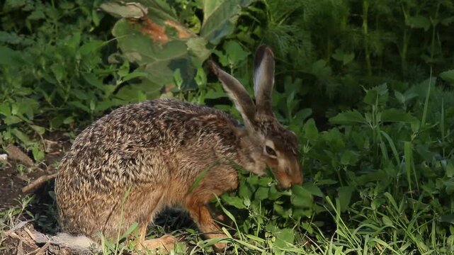 hare, Lepus europaeus, eating herbs  8a
