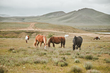 Horses in the mountains. Herd. High quality photo