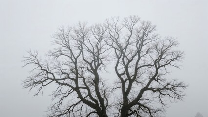 Obraz premium A leafless tree against an overcast sky.