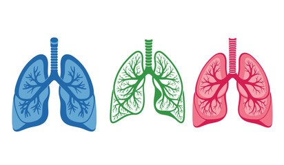 Stylized anatomical illustration of human lungs in blue, green, and pink, showcasing respiratory system structure with branching airways. © ARSM D