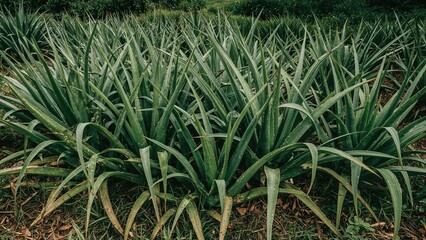 Fototapeta premium Rows of pineapple plants in a farm with green leaves and soil, agricultural land, crop cultivation, rural farming area.