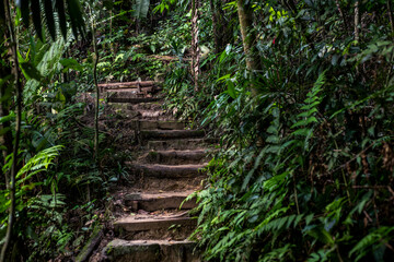 The rainforest trail surrounded by lush foliage and wild plants. Great for outdoor campaigns, conservation themes and environmental storytelling.