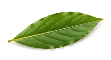 Obraz premium Close-up of a Vibrant Green Leaf with Intricate Veins