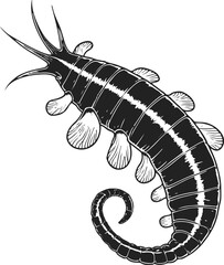 Caribbean sea cucumber variety, hand-drawn style line contours, white background, modern minimal vector, scientific wildlife set, no gradients 1