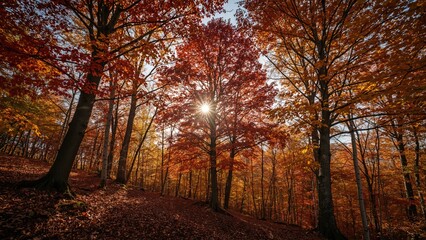 Fototapeta premium Autumn forest with sunlight shining through trees, vibrant fall foliage, and a peaceful woodland scene. Season and nature landscape with warm colors.