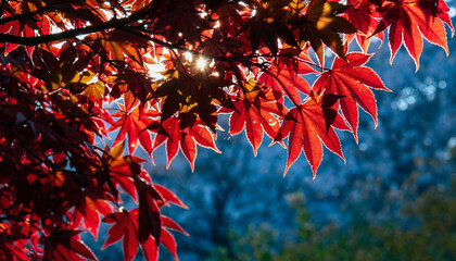 真っ赤に色づいた秋の紅葉風景