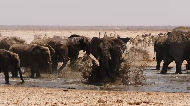 happy elephants splashing in the water after a long and hot drought 411