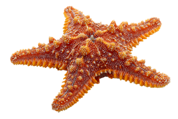 Close up of a spiny orange starfish isolated on transparent background, a marine invertebrate