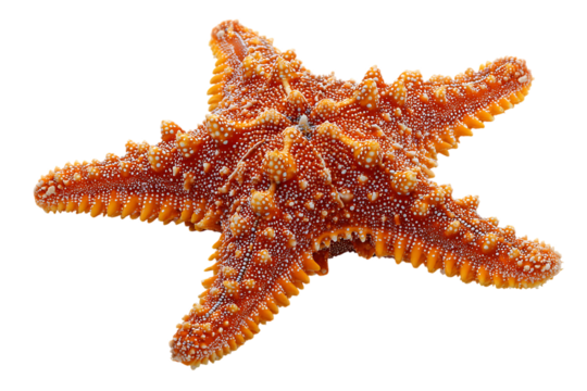 Close up of a spiny orange starfish isolated on transparent background, a marine invertebrate